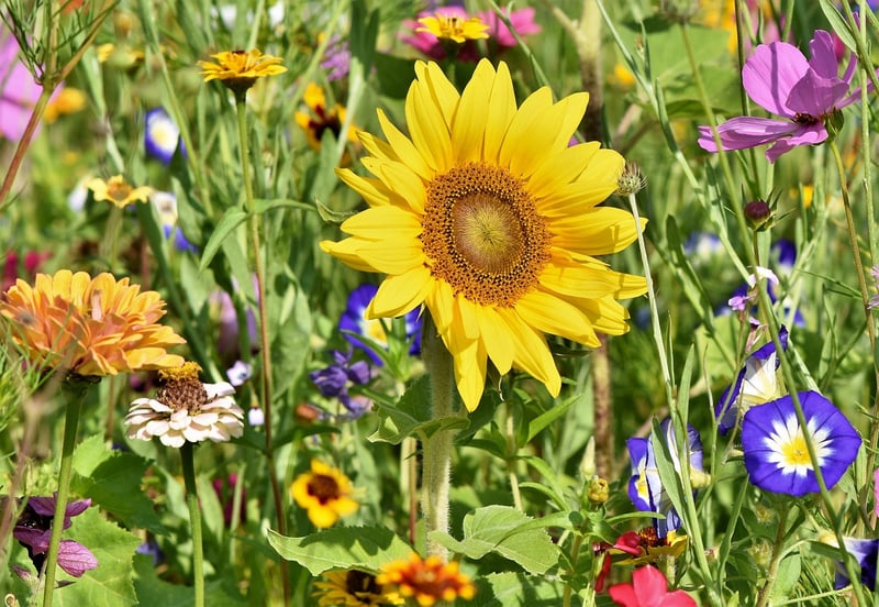 Blooming Garden